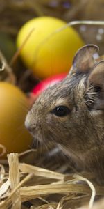 Eggs,Animaux,De Pâques,Lapin