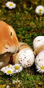 Eggs,Rabbit,Holidays,Easter