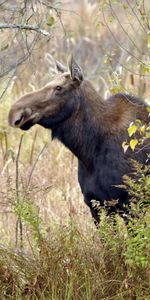 Animaux,Wapiti,Élan,Arbres,Automne