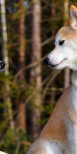 Entertainment,Akita Inu,Animals,Pair,Dogs,Couple