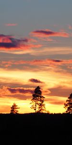 Evening,Nature,Trees,Sunset,Dark,Silhouettes