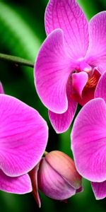 Exotics,Orchid,Exotic,Branch,Flowers,Flower