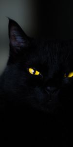 Le Noir,Yeux,Chat