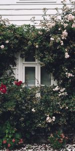 Facade,Decoration,Flowers,Window