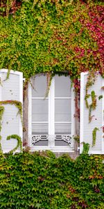 Facade,Miscellanea,Foliage,Miscellaneous,Window