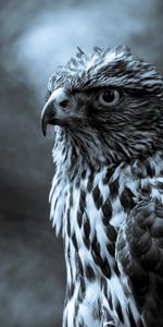 Falcons,Animals,Birds,Art Photo