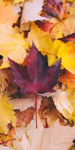 Nature,Tombé,Érable,Déchu,Feuilles,Automne