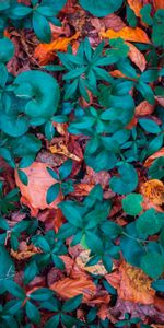 Fallen,Form,Autumn,Leaves,Nature,Forms