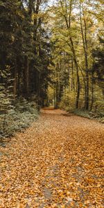 Fallen,Trees,Foliage,Nature,Autumn,Park