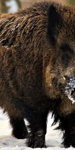 Invierno,Colmillos,Jabalí,Jabali,Lechón,Nieve,Animales,Cerdito