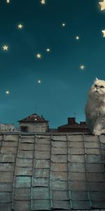 Lune,Toits,Conte,Chat Blanc Persan,Toit,Minou,Chaton,Histoire,Maisons,Etoiles,Animaux,Nuit,Sky,Fantaisie