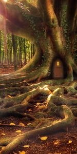 Fantaisie,Les Racines,Légume,Bois,Loger,Arbre,Petite Maison,Forêt