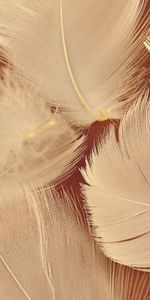 Feather,Objects