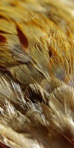 Feather,Texture,Close Up,Textures