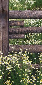 Fence,Logs,Camomile,Field,Nature