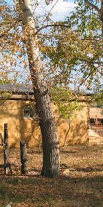 Nature,Grange,Hangar,Kazakhstan,Chelkar,Lobanovo,Lobanovo |,Clôture,Village,Loger,Automne,Maison