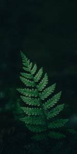 Fern,Drops,Macro,Sheet,Leaf