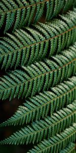 Fern,Macro,Leaves,Carved,Branch