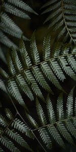 Feuilles,Planter,Macro,Plante,Fougère