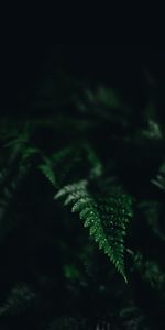 Fern,Macro,Sheet,Leaf,Shadow,Carved,Dark