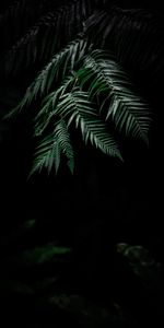 Fern,Plant,Leaves,Dark