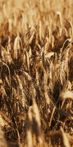 Field,Ears,Dry,Spikes,Nature,Wheat