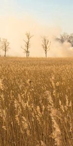 Field,Ears,Herbs,Herbage,Spikes,Nature,Trees,Smoke