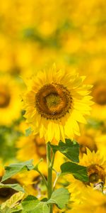 Domaine,Champ,Tournesols,Fleurs,Floraison