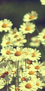 Field,Flowers,Camomile