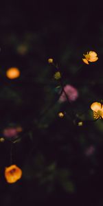 Field,Flowers,Dark