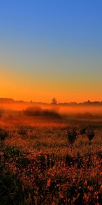 Field,Illumination,Nature,Sun,Sunset,Lighting