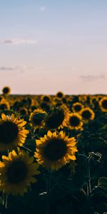 Field,Nature,Evening,Sunflowers