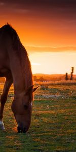 Animales,Pastar,Pasto,Puesta Del Sol,Campo,Caballo