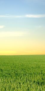 Herbe,Les Champs,Sky,Paysage