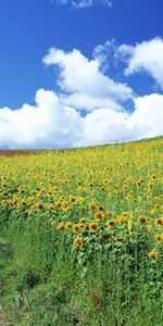 Nature,Les Champs,Paysage