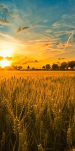 Fields,Landscape,Sky,Sun,Sunset,Wheat