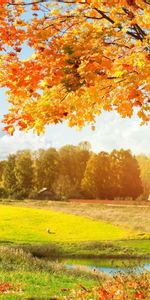 Árboles,Los Campos,Otoño,Paisaje