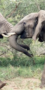 Fight,Trunk,Animals,Pair,Struggle,Couple,Elephants