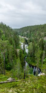 Fir,Spruce,Dahl,Nature,Rivers,Trees,Forest,Distance