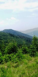 Fir Trees,Landscape,Trees