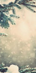 Fir Trees,Plants,Snow,Winter,Landscape