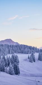 Fir Trees,Snow Covered,Snowbound,Nature,Snow,Winter