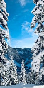 Snowbound,Sapins,Couvert De Neige,Neige,Hiver,Nature,Arbres,Paysage