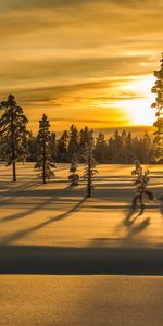 Fir Trees,Trees,Winter,Sunset,Nature,Snow