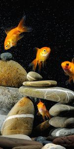 Peces,Animales,Acuario,Stones,Fondo Negro