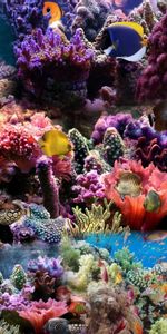 Fishes,Nature,Coral,Underwater World