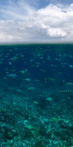 Naturaleza,Océano,Mundo Submarino,Oceano,Peces