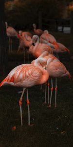 Flamingo,Blur,Smooth,Color,Animals,Feather,Birds