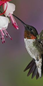 Flight,Animals,Humming Birds,Bird,Beak,Flower