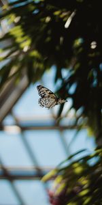 Flight,Animals,Wings,Butterfly,Pattern